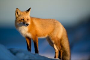 Photo Animale